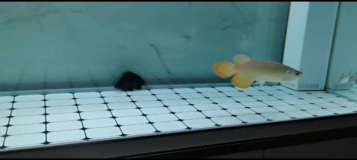 我的虎魚真菌感染了要怎么處理 到家半個月了,記錄一下 龍魚論壇 到家半個月了,記錄一下 到家半個月了,記錄一下 龍魚論壇