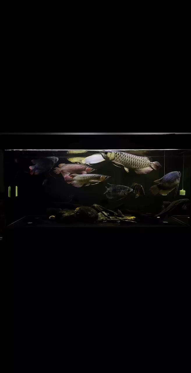 隨發
