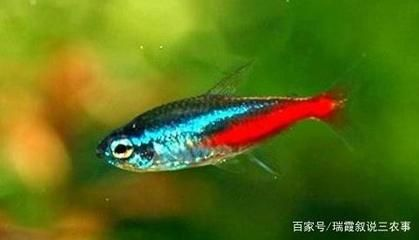 紅綠燈魚如何繁殖（紅綠燈魚的繁殖技術） 紅綠燈魚如何繁殖（紅綠燈魚的繁殖技術） 新加坡三巴旺 第2張