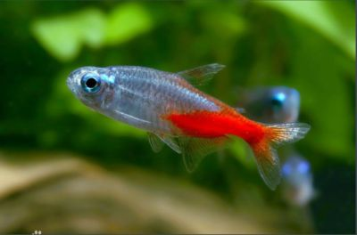 紅綠燈魚如何繁殖(紅綠燈魚的繁殖技術) 新加坡三巴旺 第3張 紅綠燈魚如何繁殖(紅綠燈魚的繁殖技術) 紅綠燈魚如何繁殖(紅綠燈魚的繁殖技術) 新加坡三巴旺 第3張