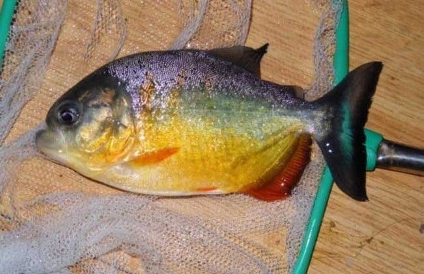 印尼虎的壽命多少能長多大：印尼虎的壽命受到多種因素影響，印尼虎的壽命多少能長多大 印尼虎的壽命多少能長多大：印尼虎的壽命受到多種因素影響，印尼虎的壽命多少能長多大 虎魚百科 第2張