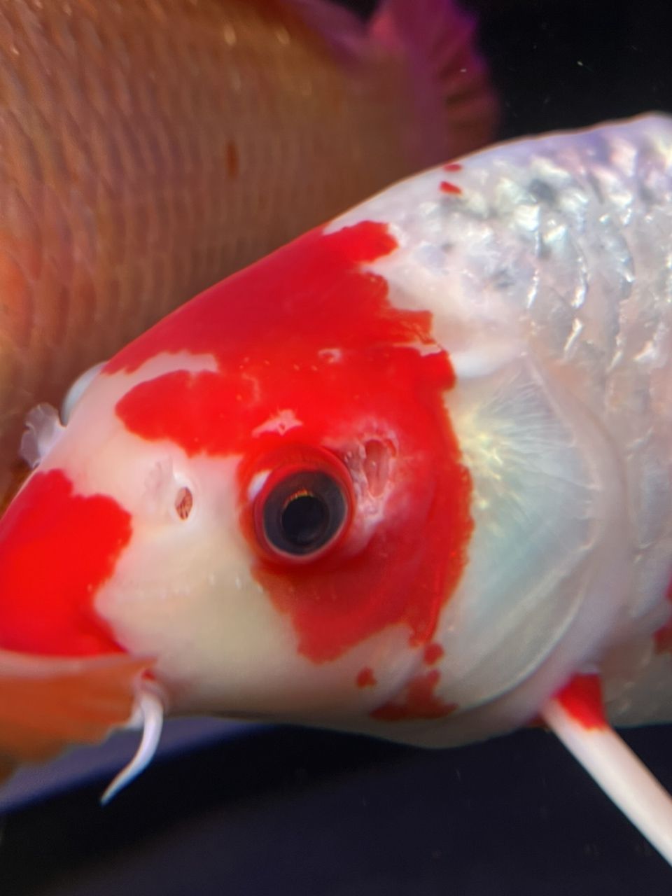 錦鯉魚不紅不腫，就是爛肉，求解