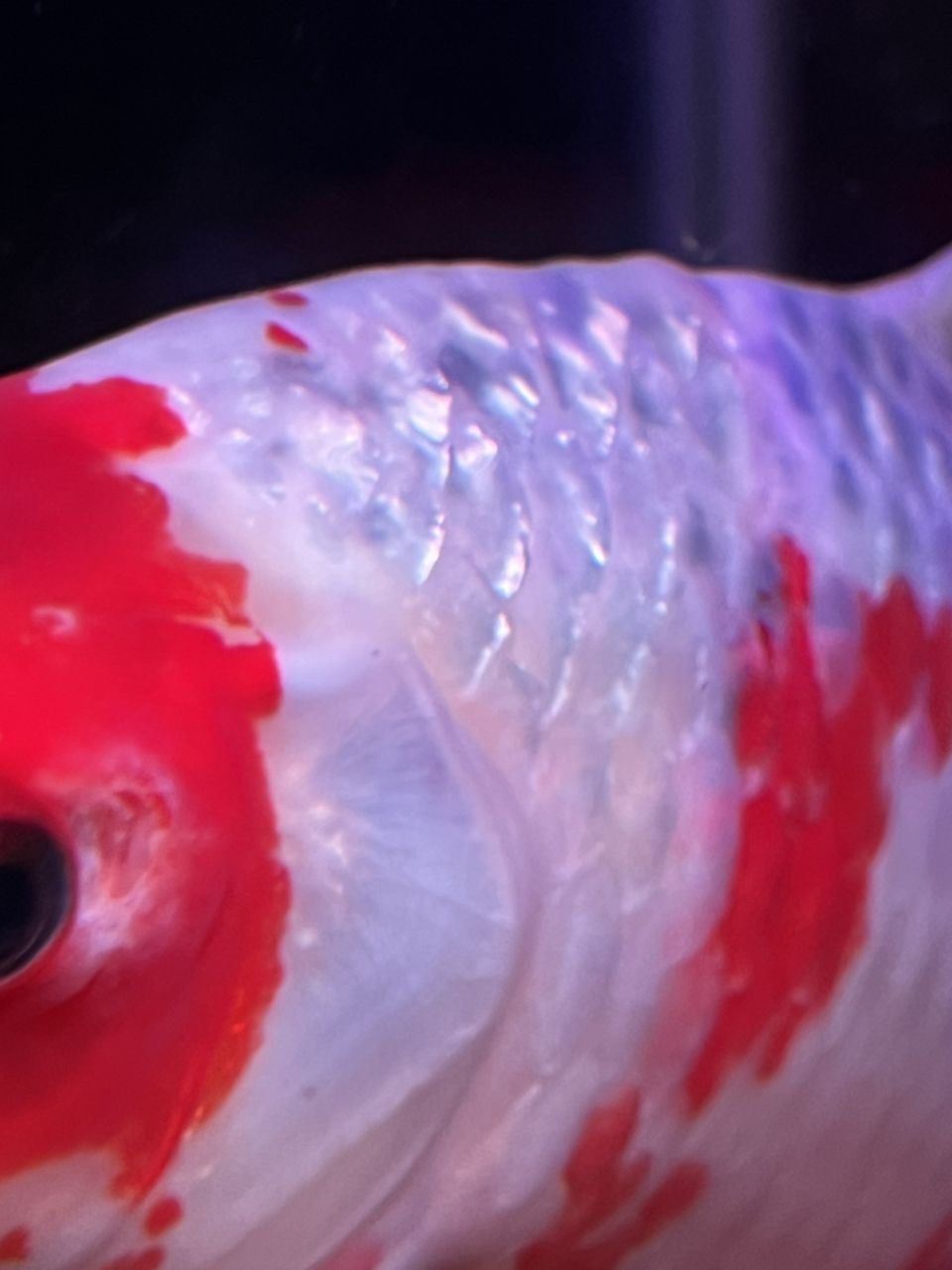 錦鯉魚不紅不腫，就是爛肉，求解