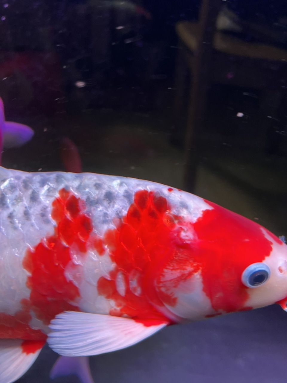 錦鯉魚不紅不腫，就是爛肉，求解