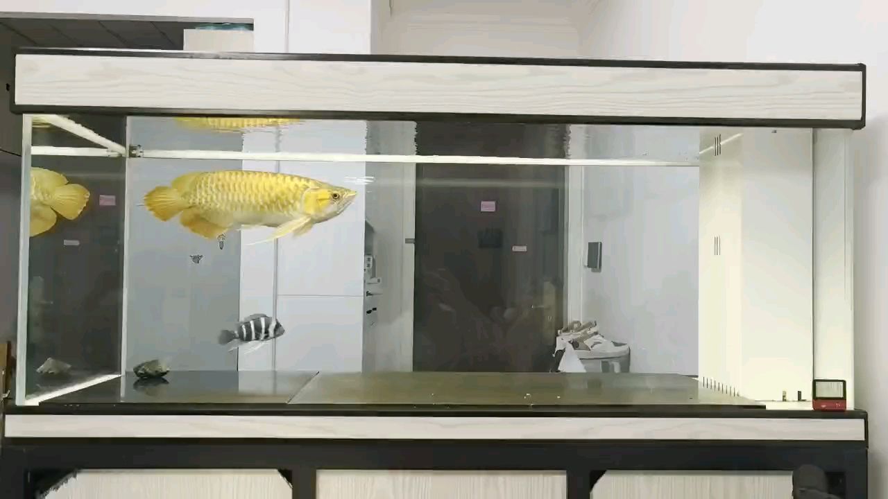 入缸兩年零十一個(gè)月！！！ 入缸兩年零十一個(gè)月！！！ 龍魚論壇