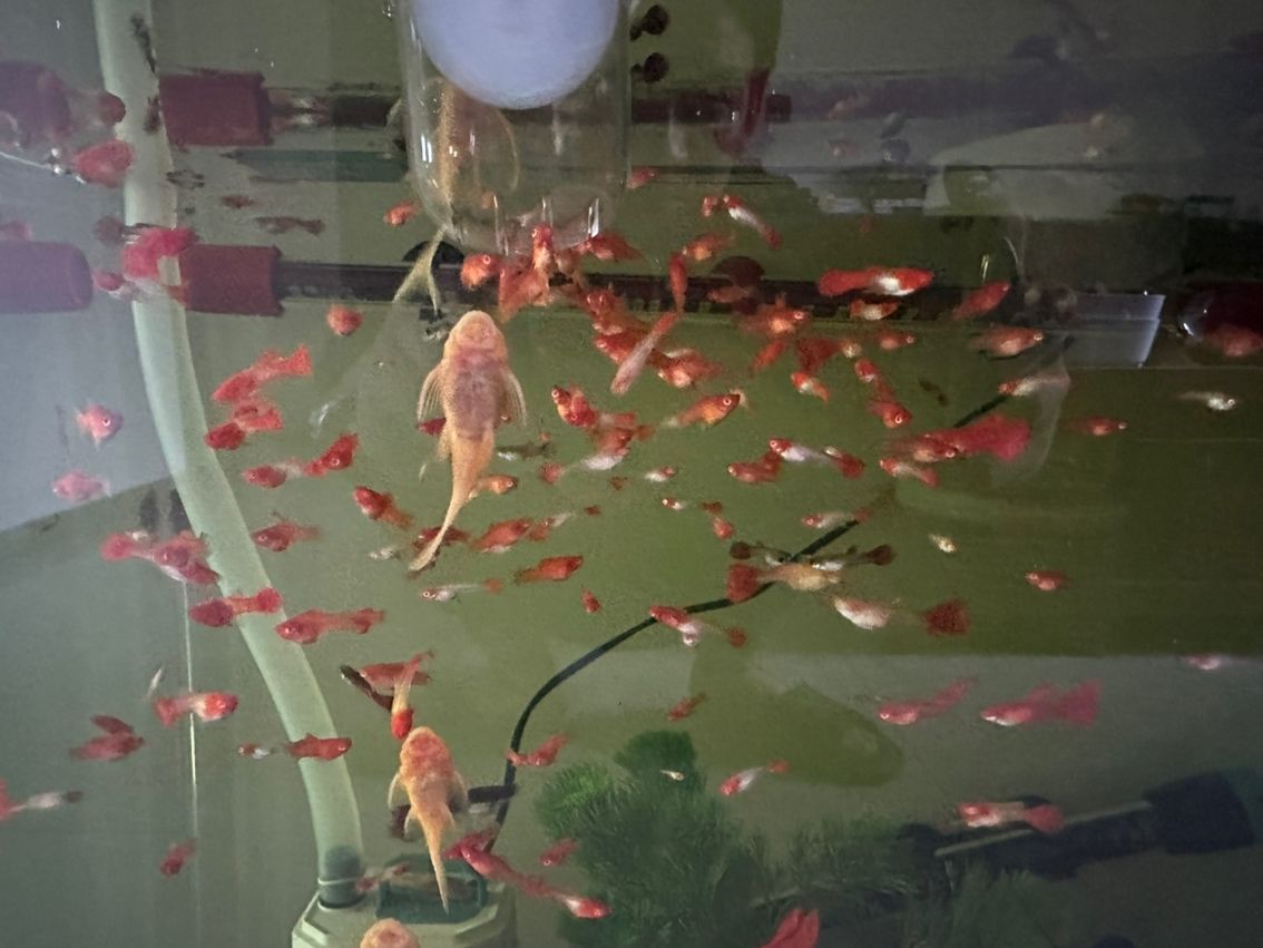 火麒麟戰船