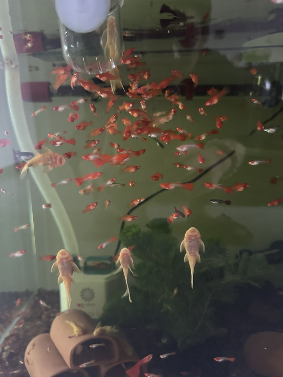 火麒麟戰船