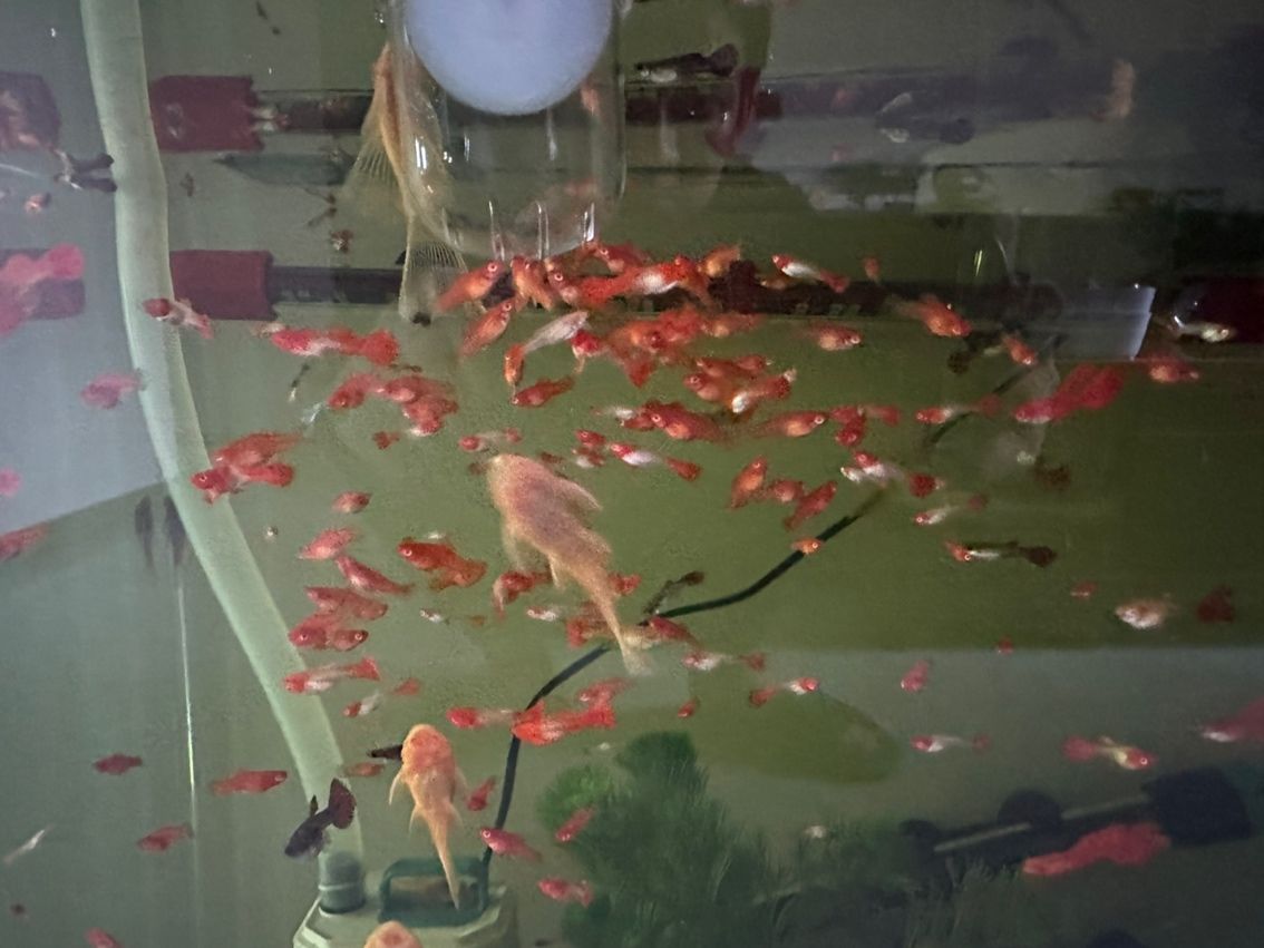 火麒麟戰船