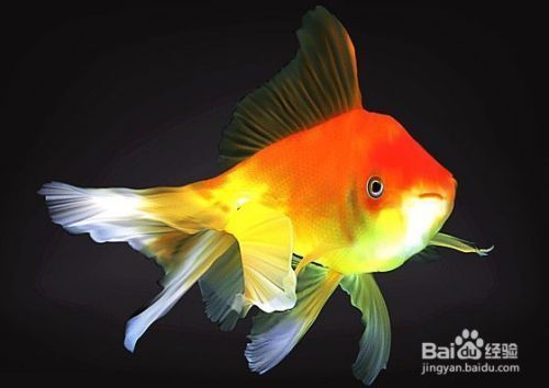 怎樣使金龍魚金質更重一些呢：探尋金龍魚增重金質之法
