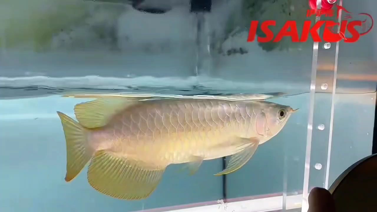 早起的魚兒有蟲吃，整體立體感優(yōu)秀