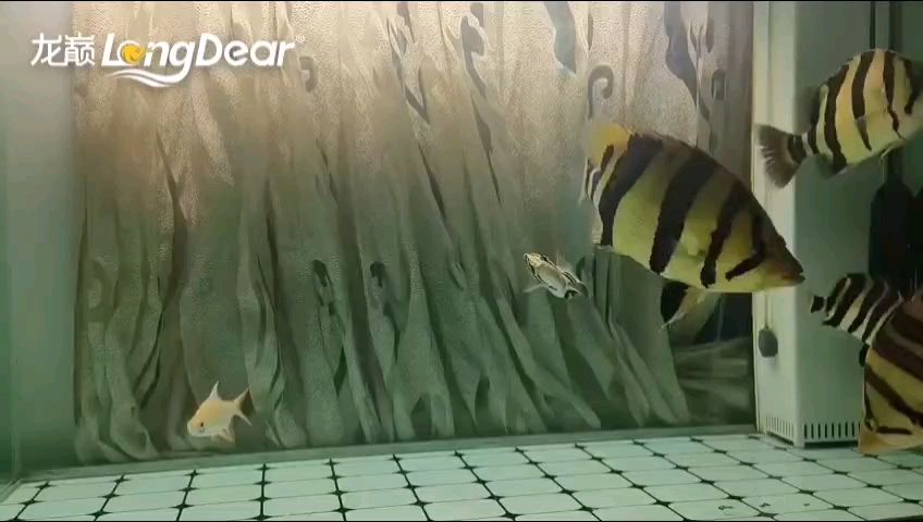 轉發747