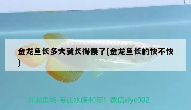 金龍魚長多大就長得慢了(金龍魚長的快不快)