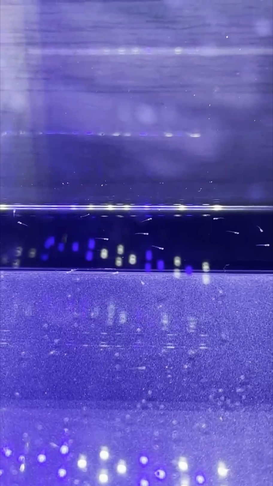 快速體驗青鱂魚苗的孵化過程 快速體驗青鱂魚苗的孵化過程 龍魚論壇