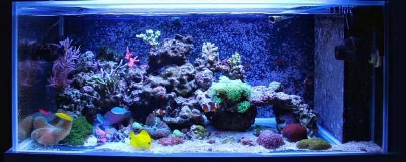 魚缸用增氧泵價格是多少:魚缸增氧機-xtrac增氧機-xtrac增氧機 錦鯉魚缸造景用石頭還是沉木好(錦鯉魚缸鋪石頭還是裸缸好) 天王紅龍 錦鯉魚缸造景用石頭還是沉木好(錦鯉魚缸鋪石頭還是裸缸好) 錦鯉魚缸造景用石頭還是沉木好(錦鯉魚缸鋪石頭還是裸缸好) 天王紅龍