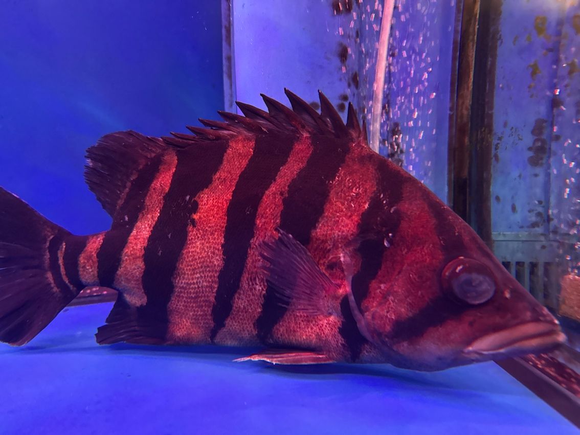 虎魚生病
