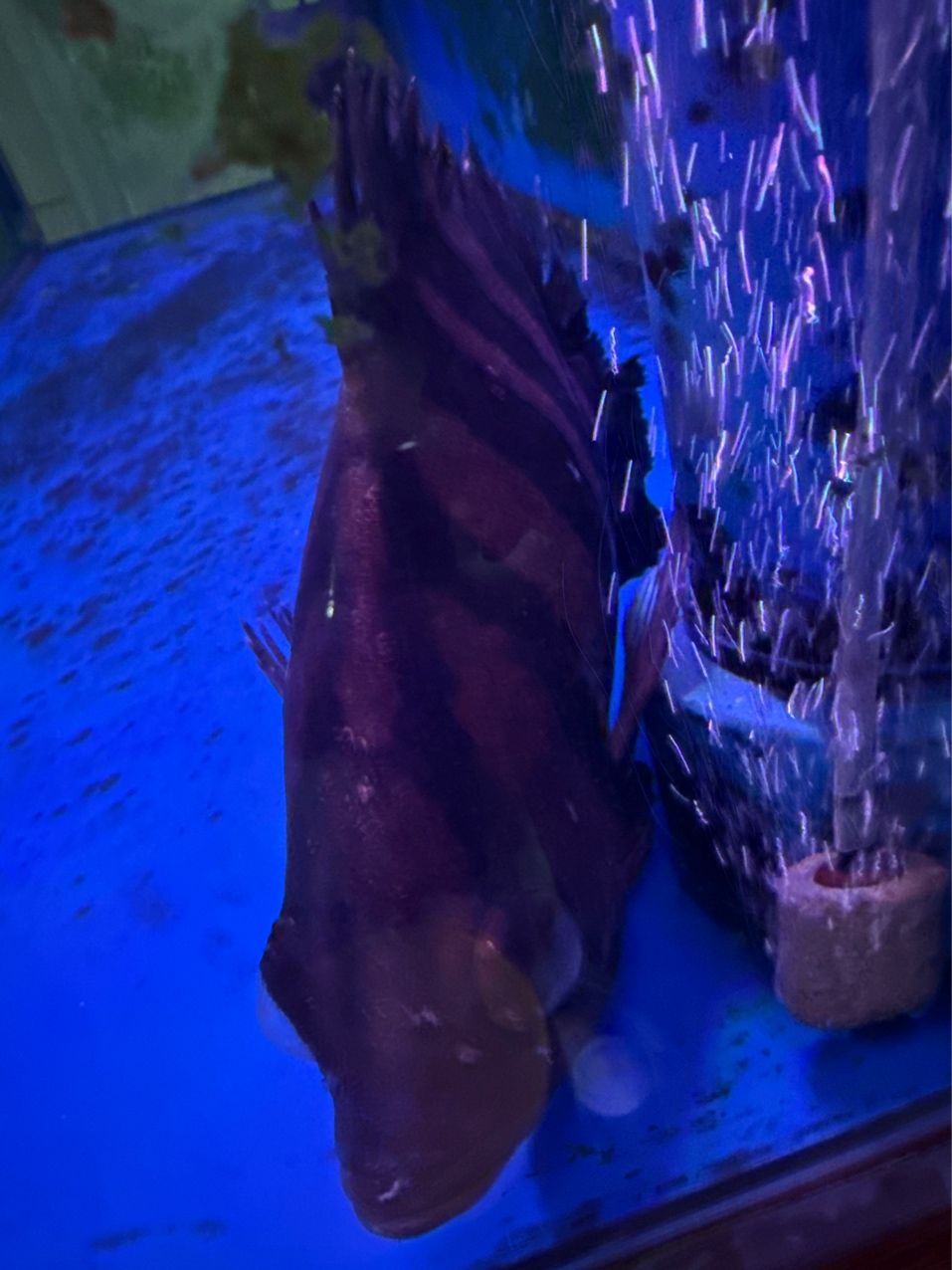 虎魚生病