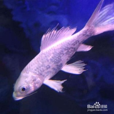 蝴蝶鯉幾天換一次水比較好（蝴蝶鯉換水頻率的調(diào)整）