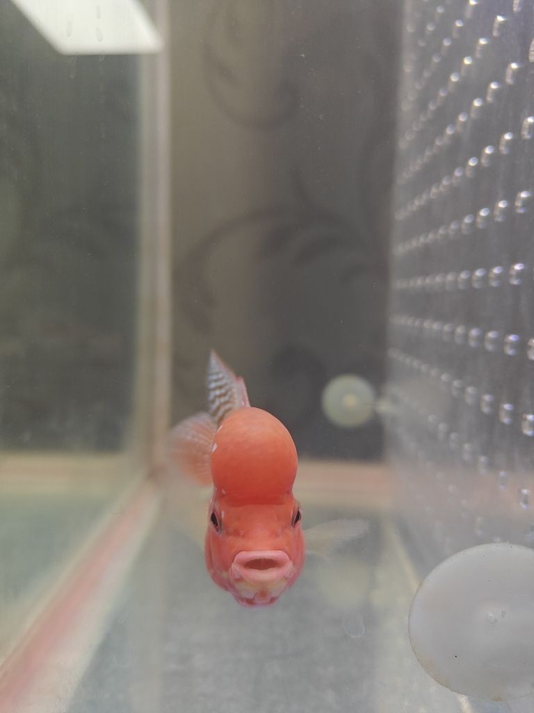 13天從頭座到大腦袋