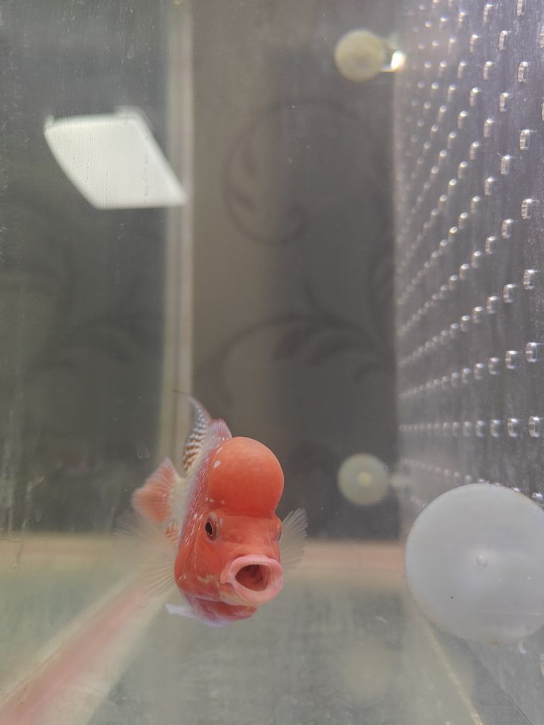 13天從頭座到大腦袋