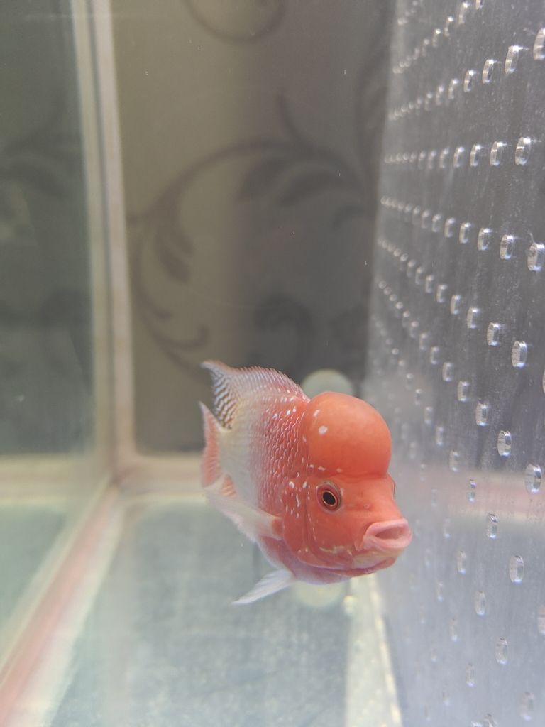 13天從頭座到大腦袋