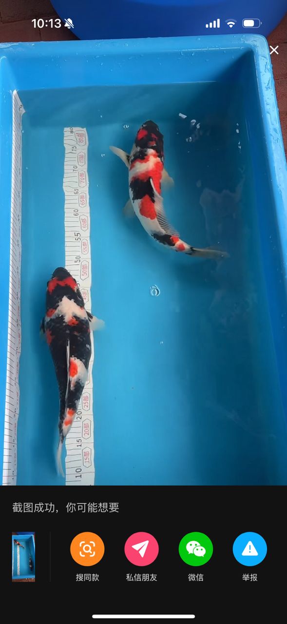 剛剛入的大日昭和1200米