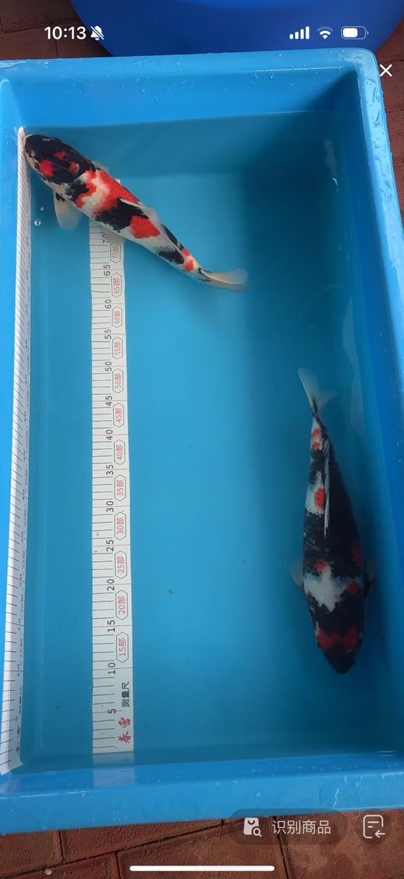 120×50缸中龍魚壽命有多長，如何判斷龍魚是否健康