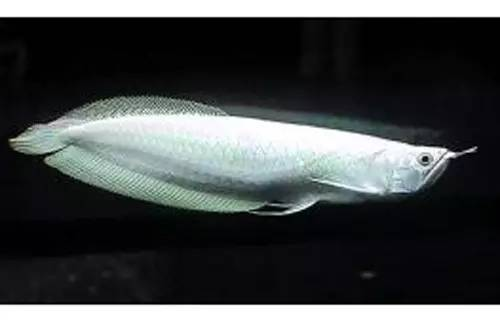 如何讓龍魚長(zhǎng)得快：探秘龍魚茁壯成長(zhǎng)，科學(xué)培育，成就長(zhǎng)寬之美