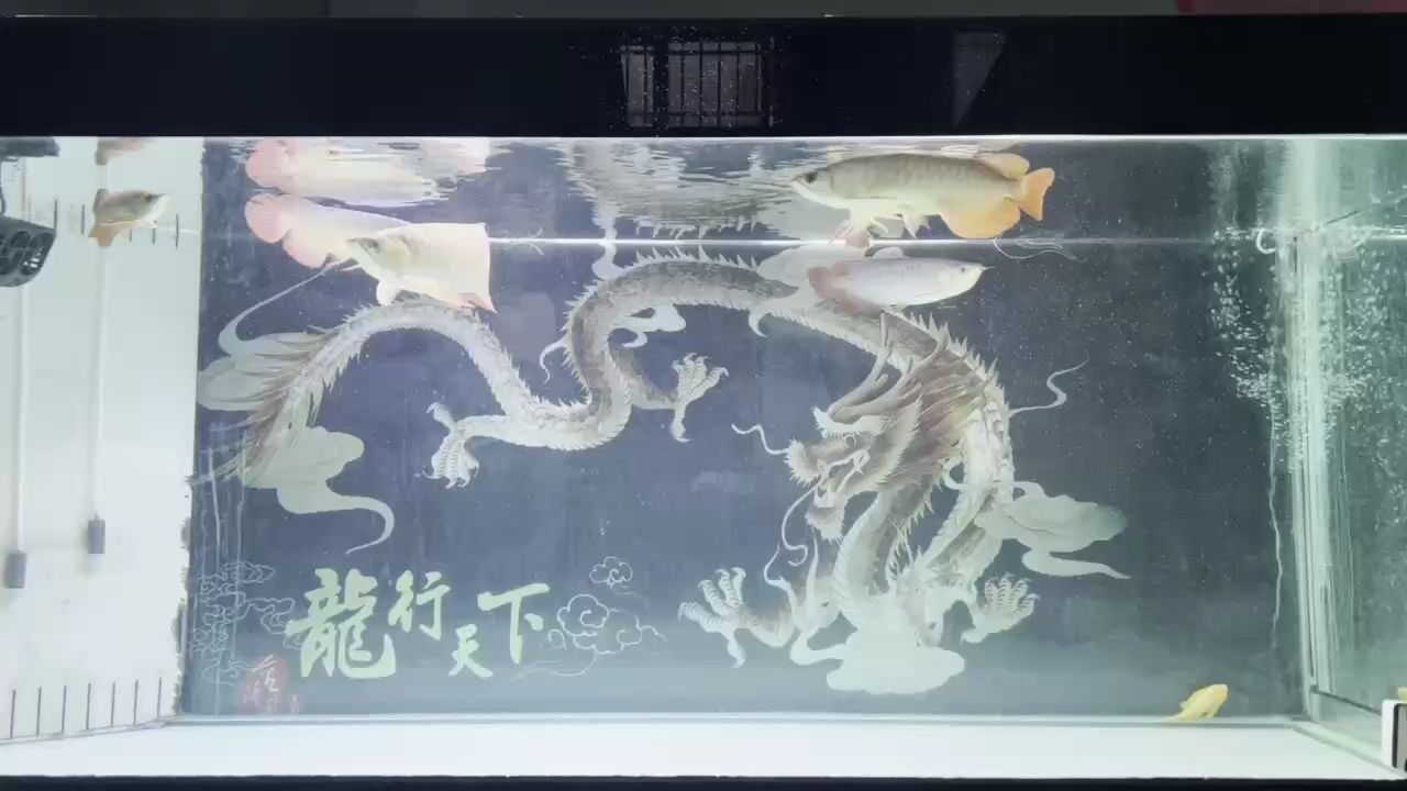 三月三拉。小的鰓蓋也發(fā)色咯