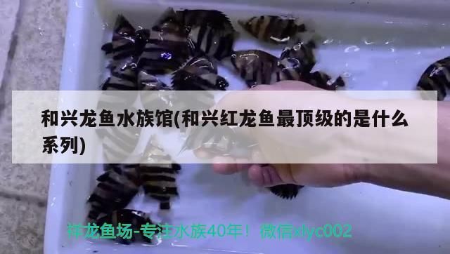 和興龍魚水族館(和興紅龍魚最頂級的是什么系列)