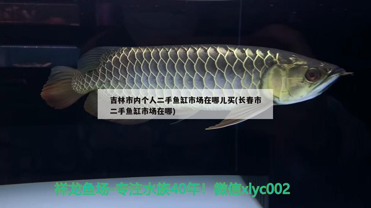 吉林市內個人二手魚缸市場在哪兒買(長春市二手魚缸市場在哪) 吉林市內個人二手魚缸市場在哪兒買(長春市二手魚缸市場在哪) 錦鯉魚百科