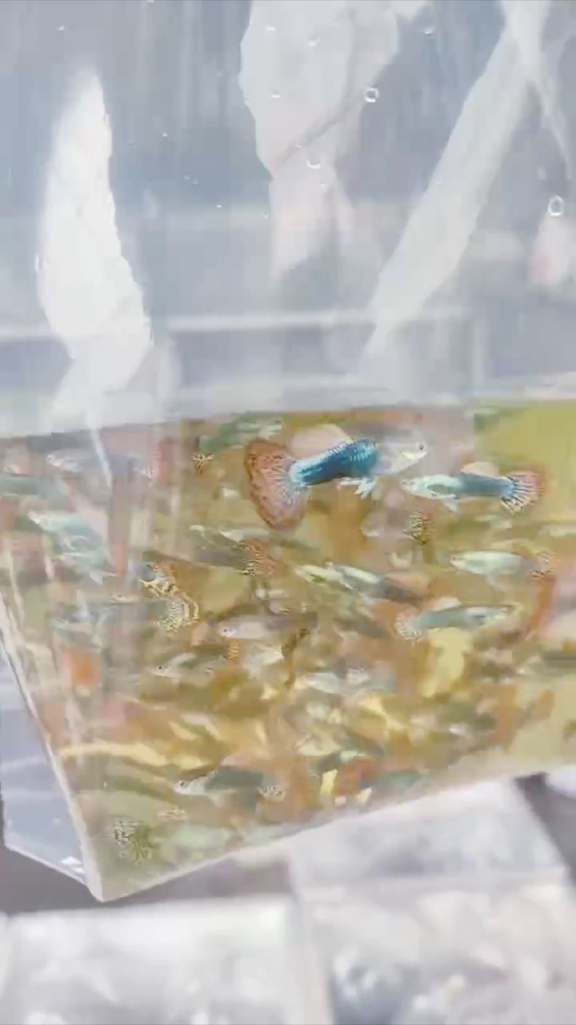 新人報(bào)到必須爆照，我好看嗎 新人報(bào)到必須爆照，我好看嗎 龍魚論壇