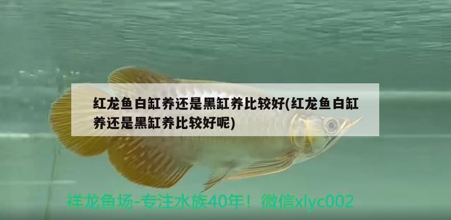 魚缸過濾器選購指南:自制魚缸過濾器魚缸上置過濾器對于養(yǎng)魚愛好者的必備知識 最新款魚缸過濾器靜音:魚缸過濾泵靜音效果排行 武吉美拉金龍魚 最新款魚缸過濾器靜音:魚缸過濾泵靜音效果排行 最新款魚缸過濾器靜音:魚缸過濾泵靜音效果排行 武吉美拉金龍魚