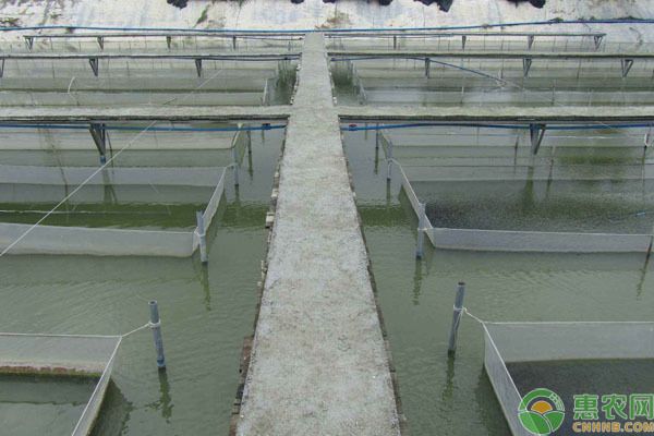 怎樣讓龍魚吃飼料顆粒：龍魚拒食飼料？多招讓龍魚愛(ài)上人工糧