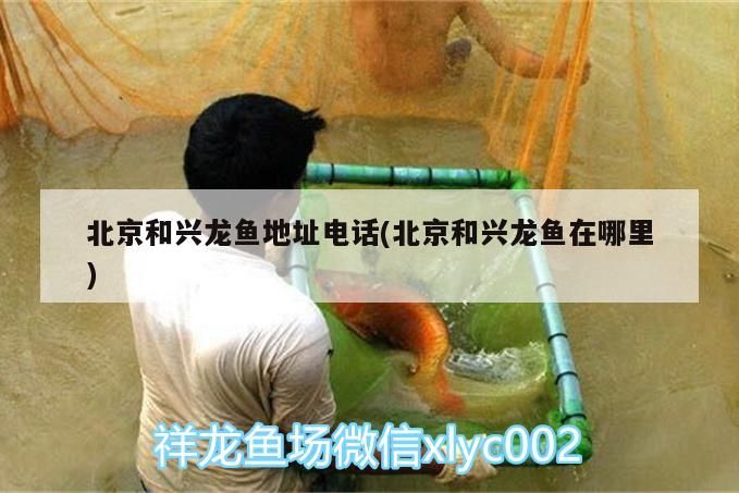 北京和興龍魚地址電話(北京和興龍魚在哪里) 北京和興龍魚地址電話(北京和興龍魚在哪里) 和興紅龍