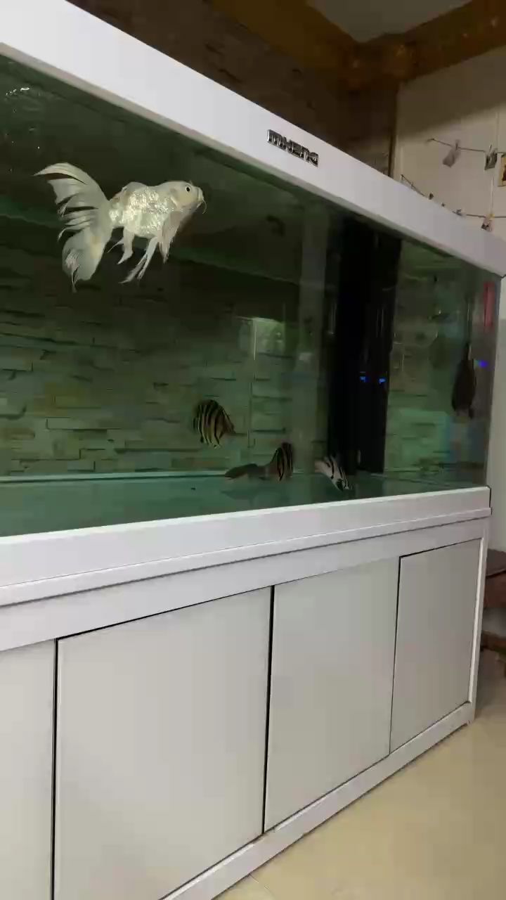 虎魚擦缸，有寄生蟲了？