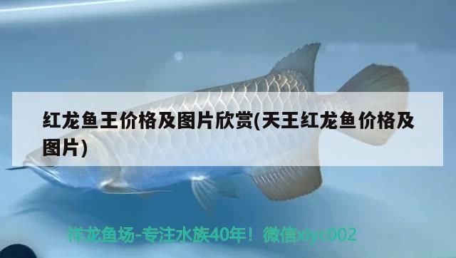 紅龍魚王價格及圖片欣賞(天王紅龍魚價格及圖片) 紅龍魚王價格及圖片欣賞(天王紅龍魚價格及圖片) 天王紅龍
