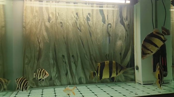 魚兒游