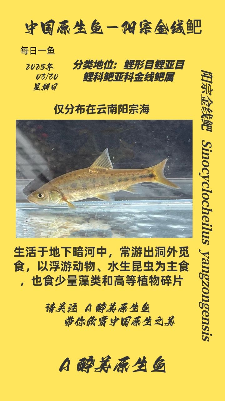 陽宗金線鲃