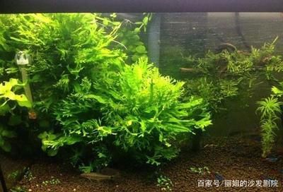 怎樣讓紅龍魚快速發色呢：怎樣讓紅龍魚快速發色？掌握這些方法助你成功