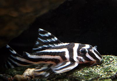 怎樣清洗龍魚魚缸視頻：龍魚魚缸清洗全攻略，守護水族家園的純凈與健康
