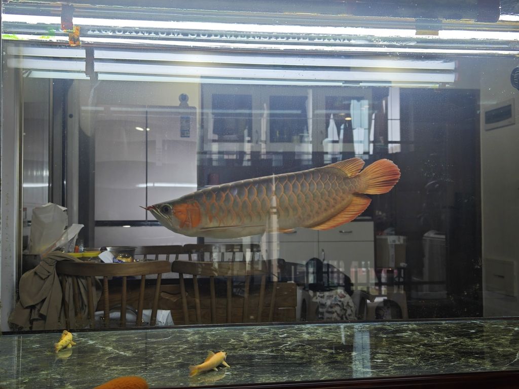 歷經幾個月用于吐出來了