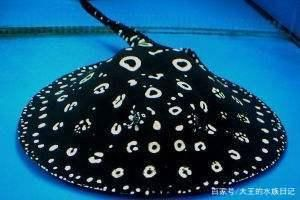 淡水魟魚品種