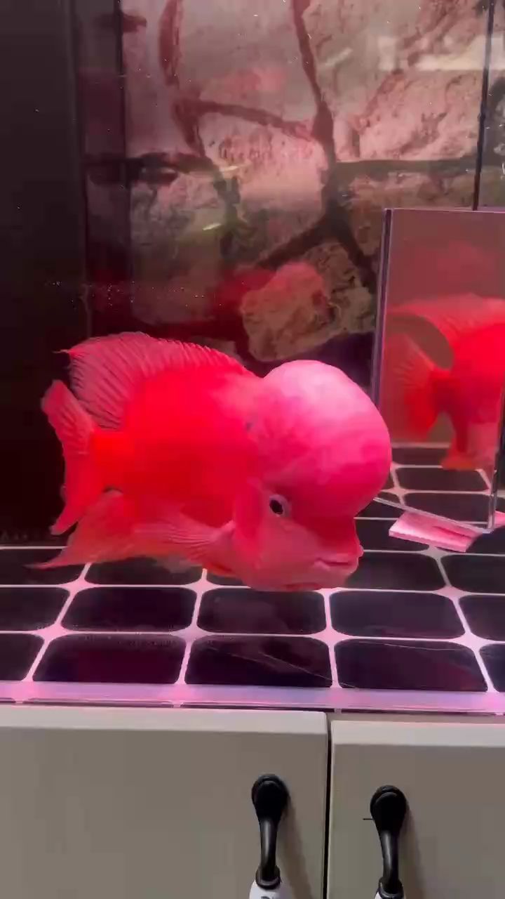 紅馬羅漢