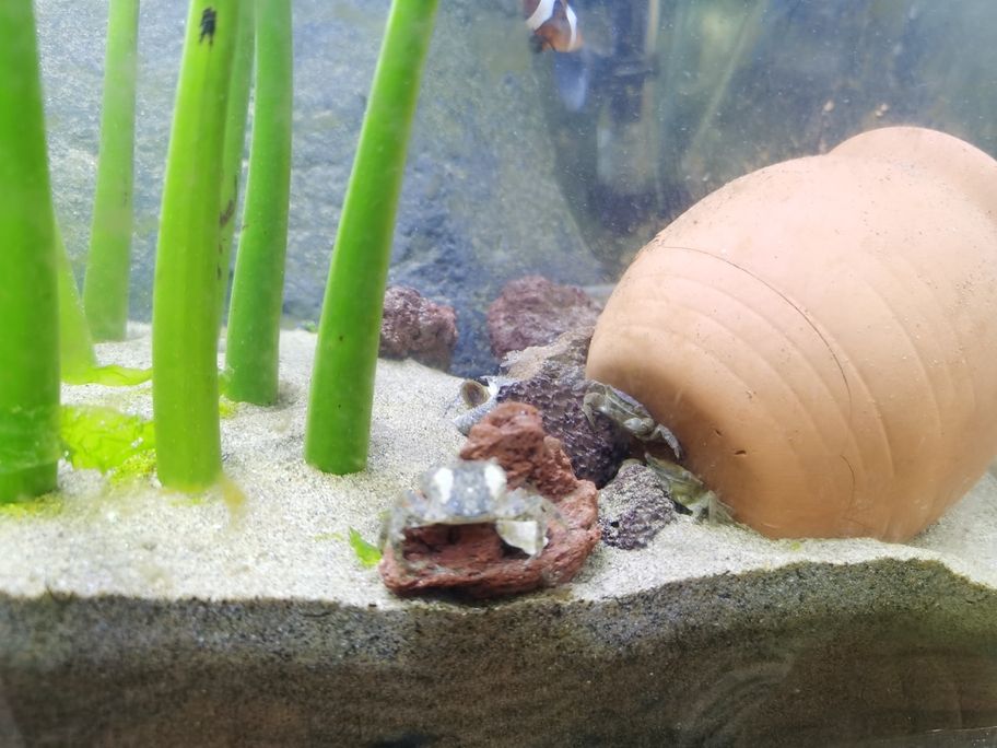 趕海抓了三只小螃蟹，一個(gè)哈，兩條小魚(yú)，充實(shí)一下小魚(yú)缸