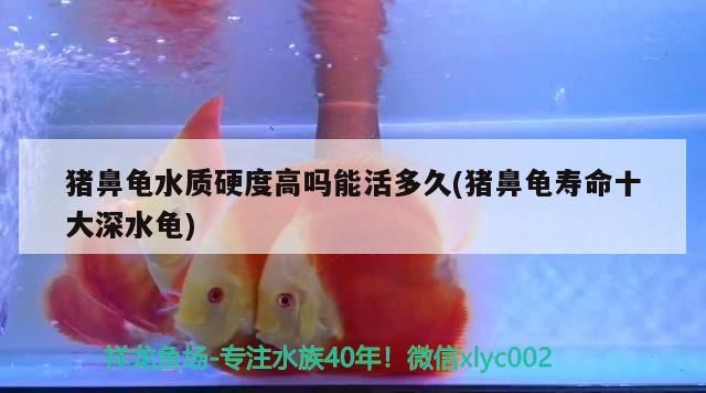 豬鼻龜水質硬度高嗎能活多久(豬鼻龜壽命十大深水龜)