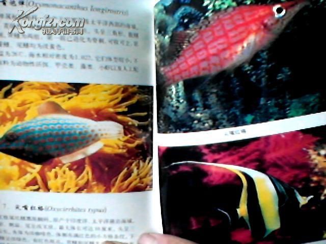 觀賞魚的分類鑒別和鑒賞（觀賞魚全世界500多種觀賞魚的彩色圖鑒）
