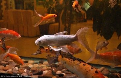 觀賞魚鯪魚（世界觀賞魚市場的多樣性觀賞魚市場是一個充滿活力的世界）