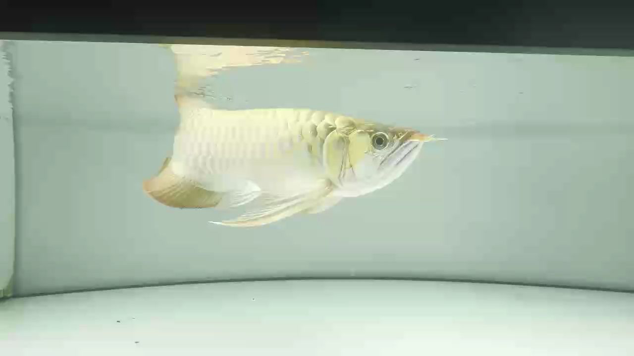 2025.3.20，一年五個月爍亞紅龍50左右