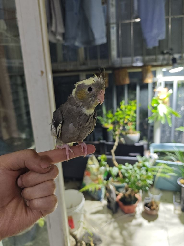 手養(yǎng)斷奶玄鳳鸚鵡
