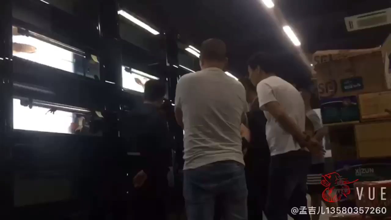 中衛觀賞魚市場孟吉爾廣州孟吉爾龍巔